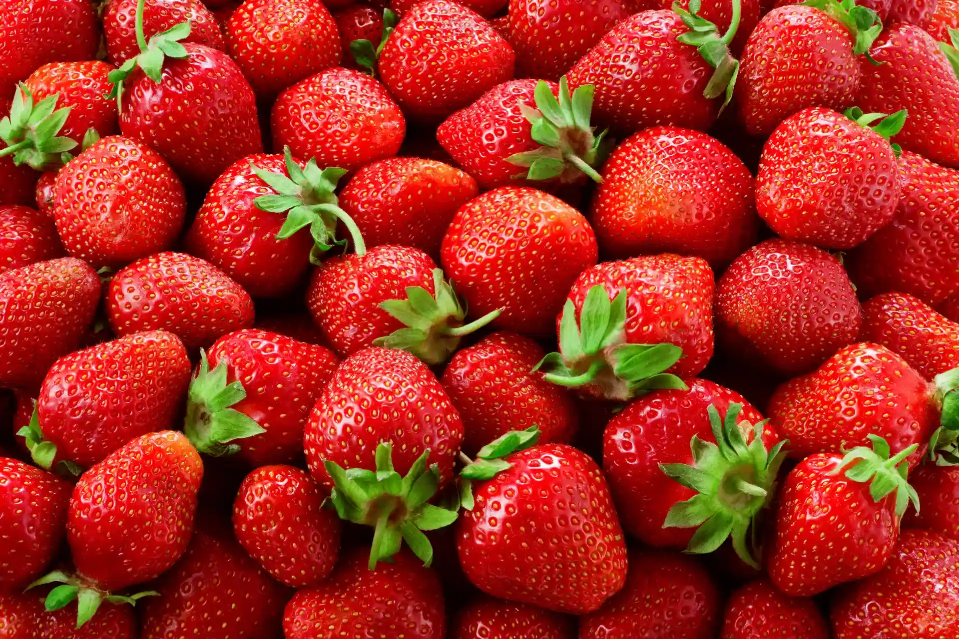 Aardbeienland in Horst