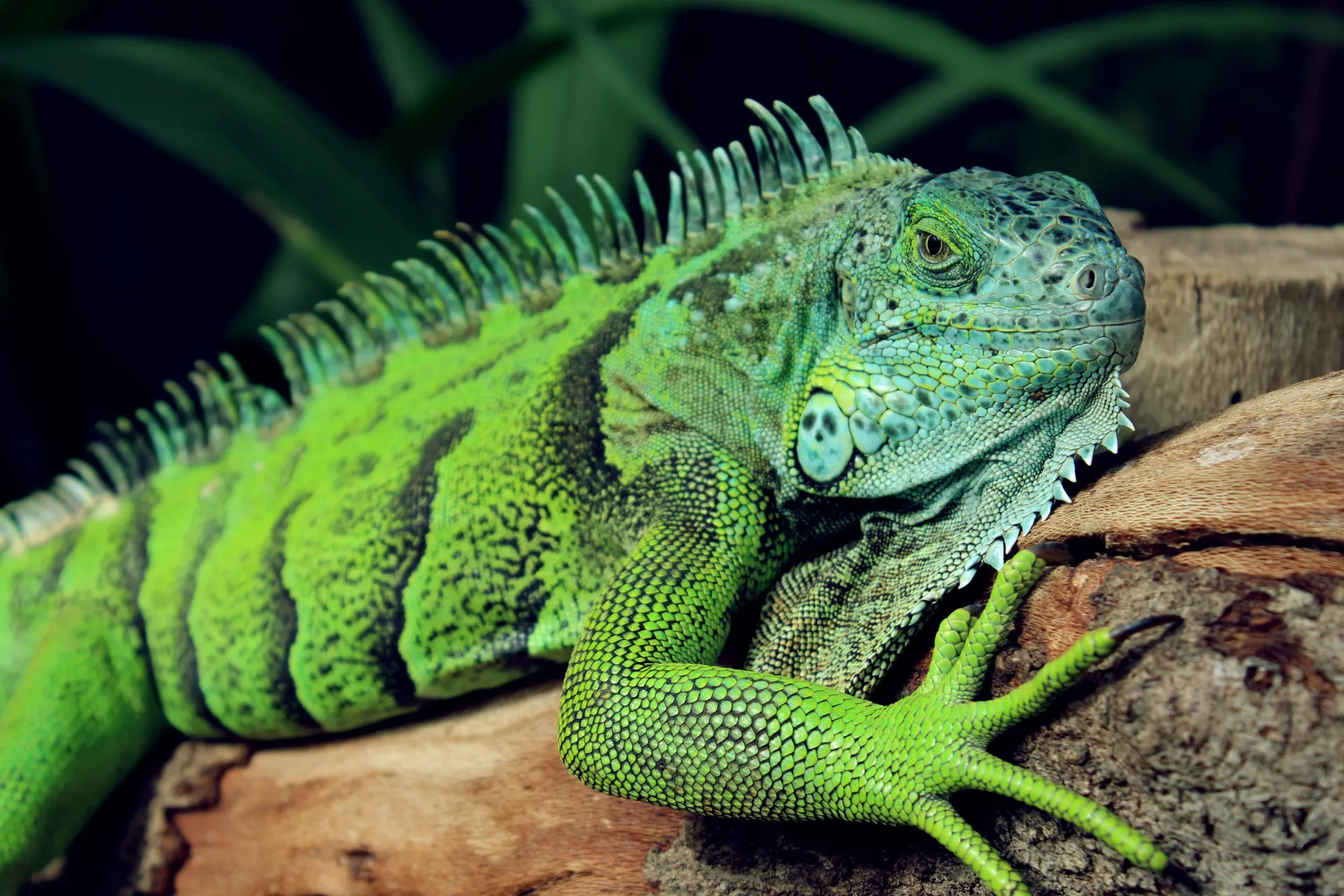 Reptielenzoo Iguana
