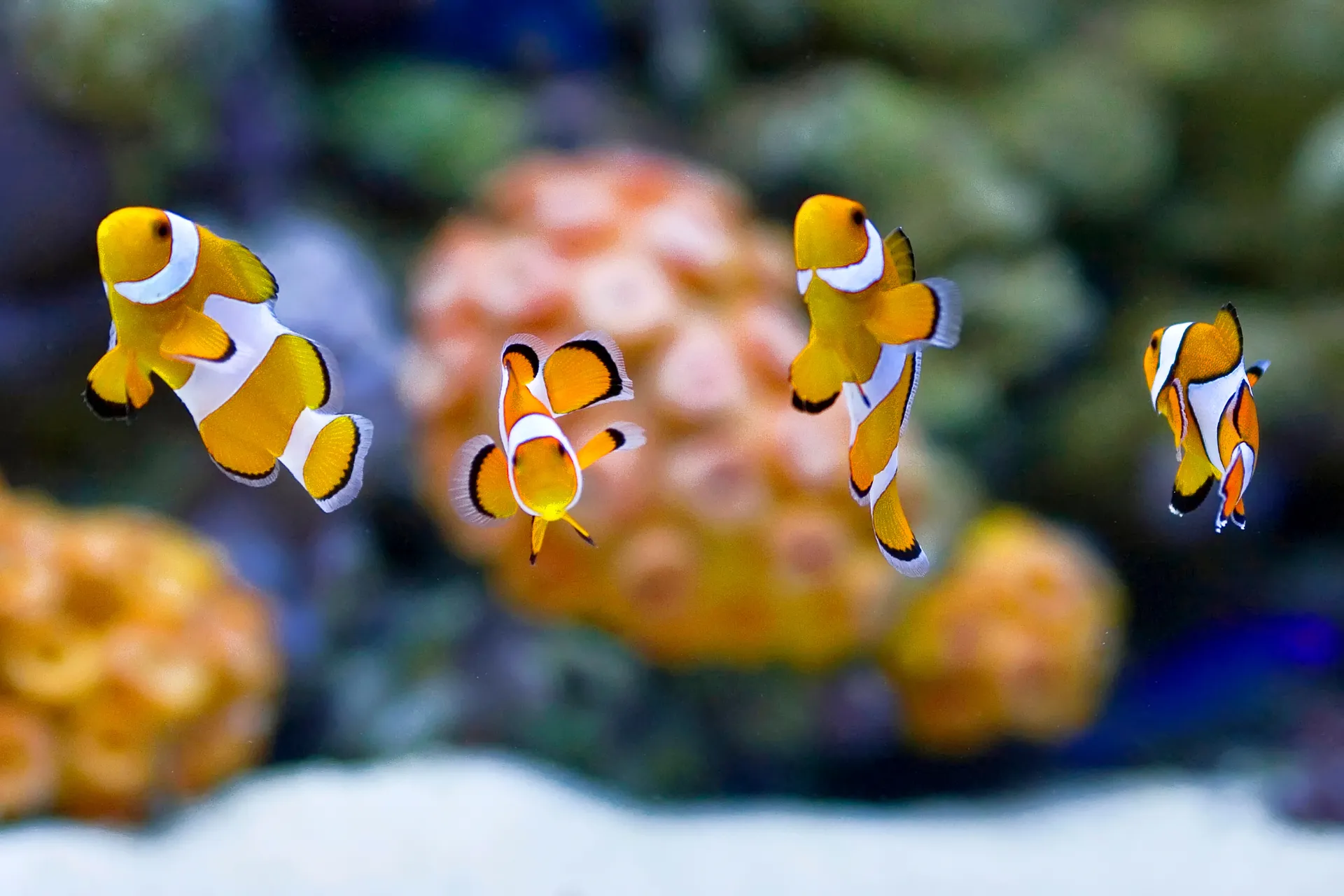 Zee Aquarium